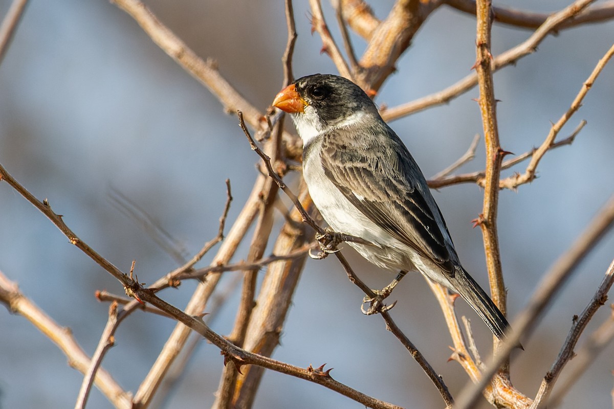 White-throated Seedeater - ML608404145