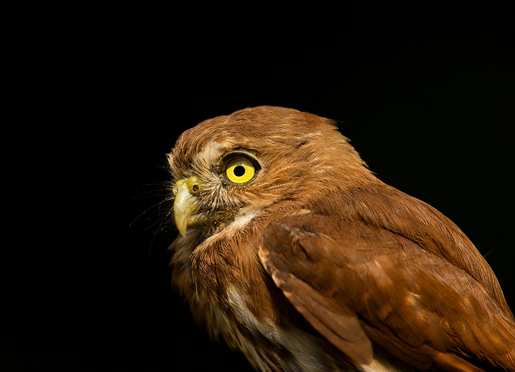 Ferruginous Pygmy-Owl - ML608404210