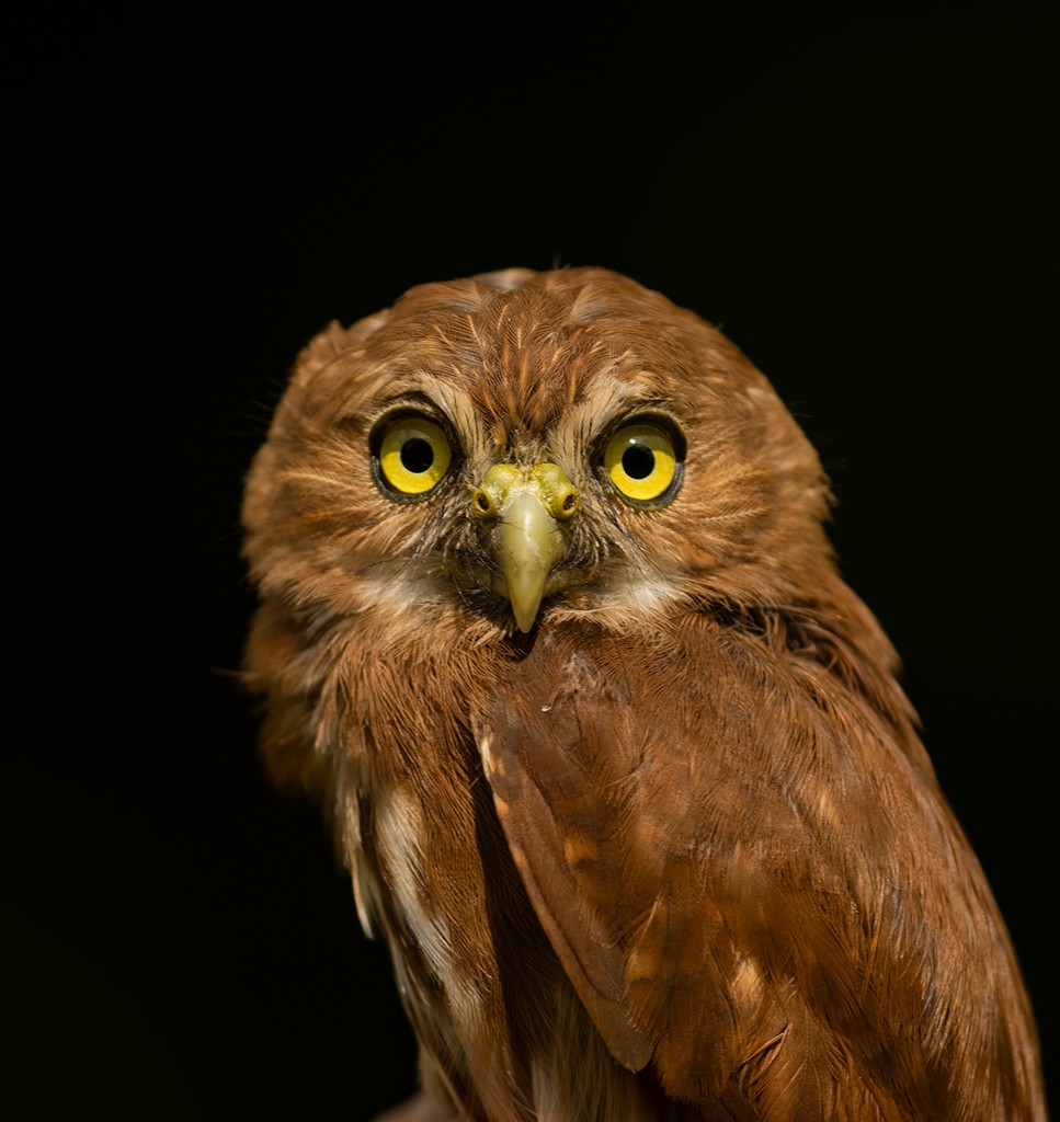 Ferruginous Pygmy-Owl - ML608404211