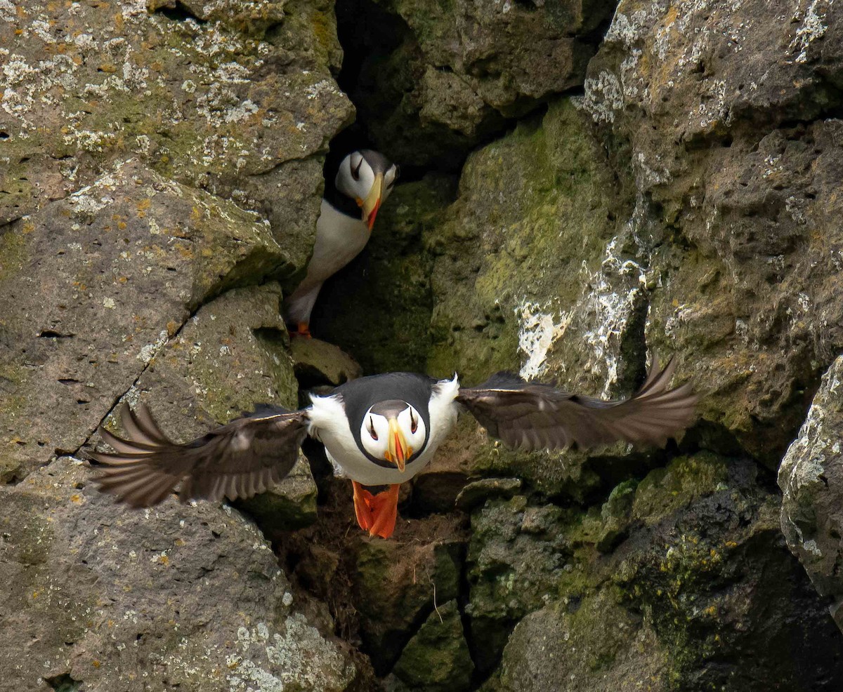 Horned Puffin - ML608404287