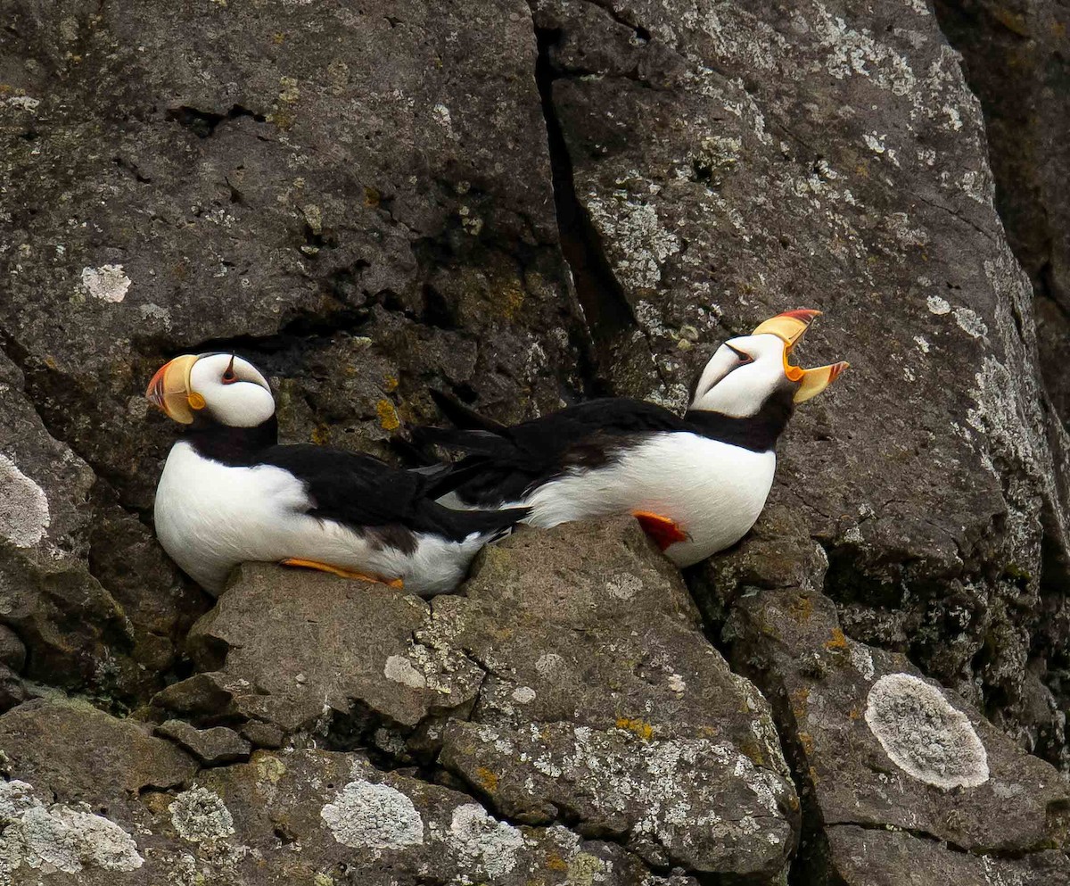 Horned Puffin - ML608404296