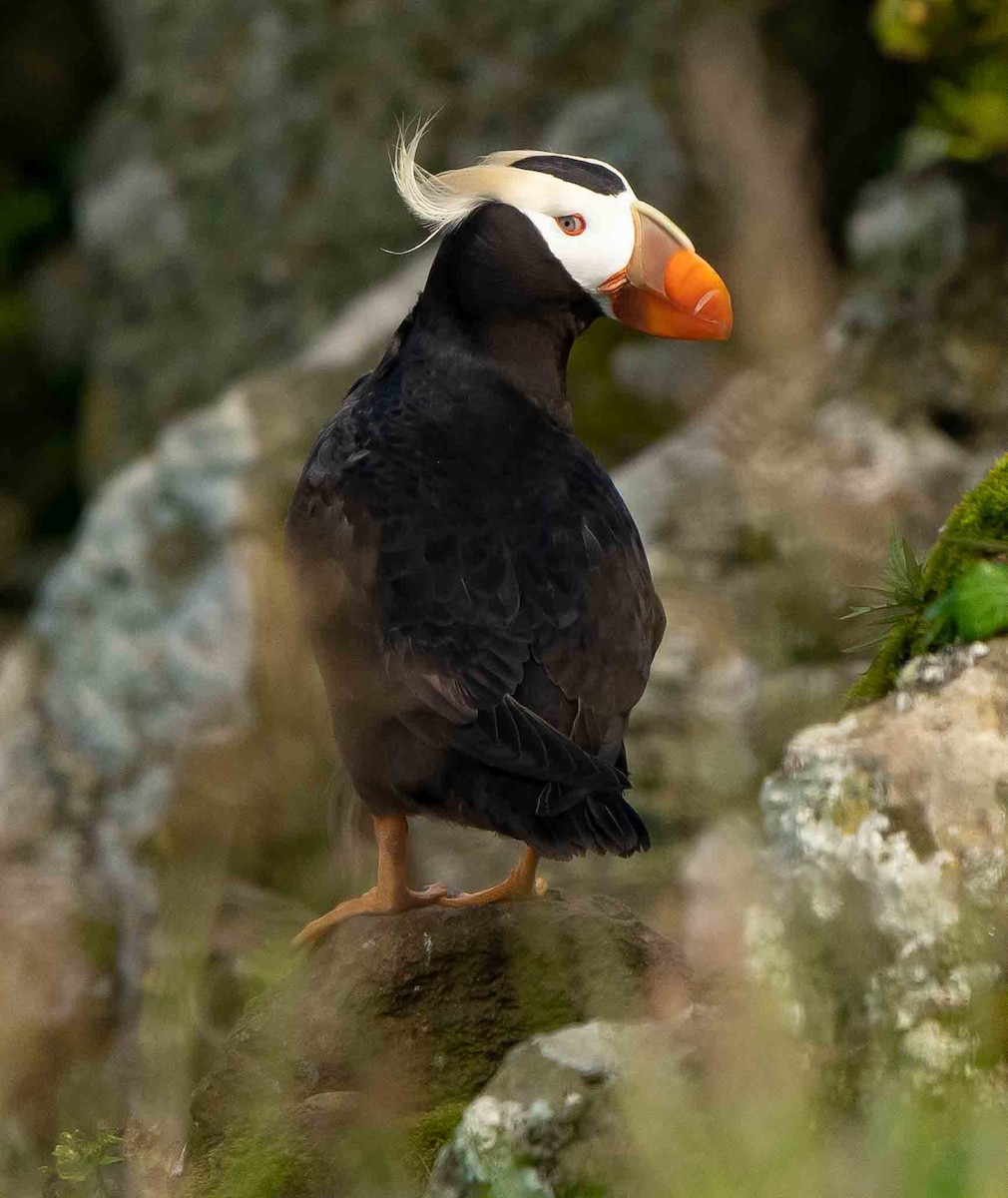 Tufted Puffin - ML608404314