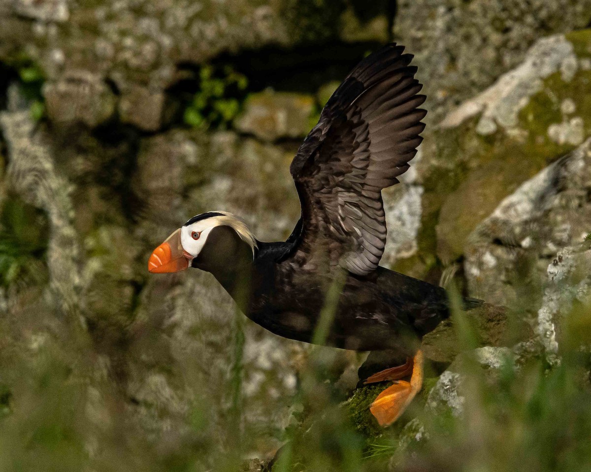 Tufted Puffin - ML608404317