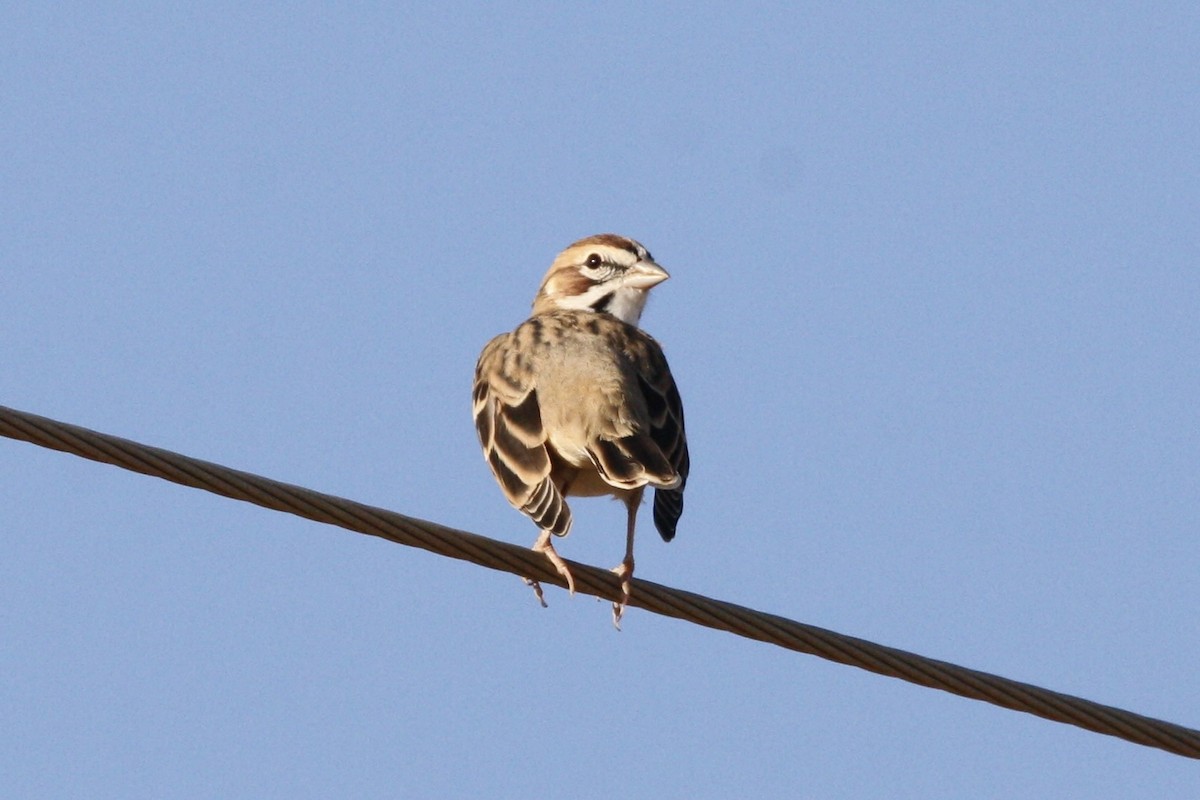 Lark Sparrow - Drew Allen