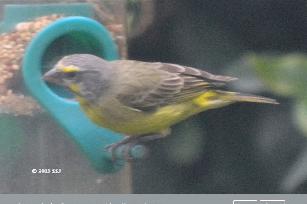 Yellow-fronted Canary - ML608404673