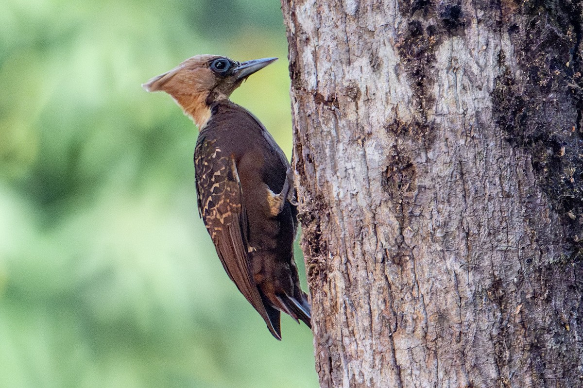 Pale-crested Woodpecker - ML608404821