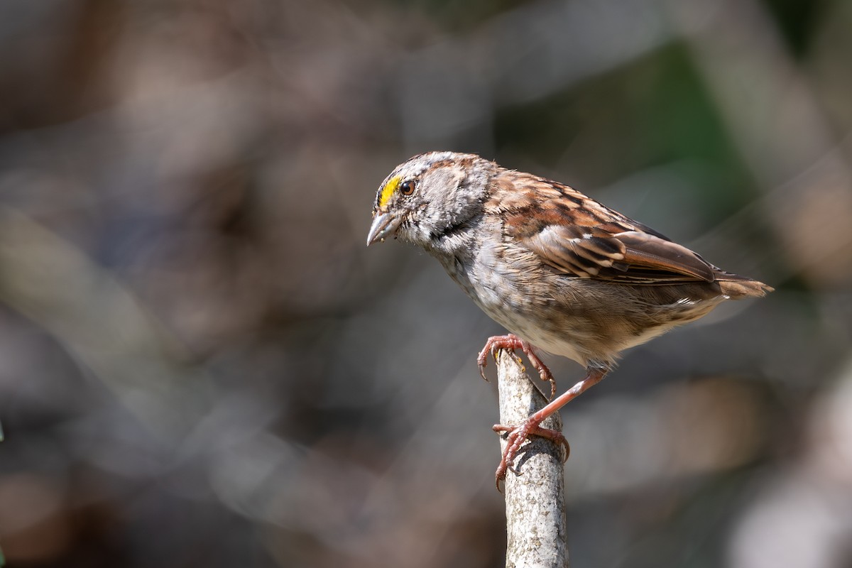 White-throated Sparrow - ML608404917