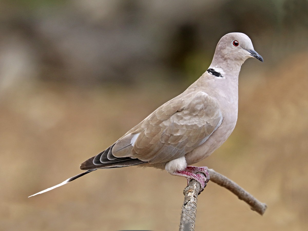 Eurasian Collared-Dove - ML608405398