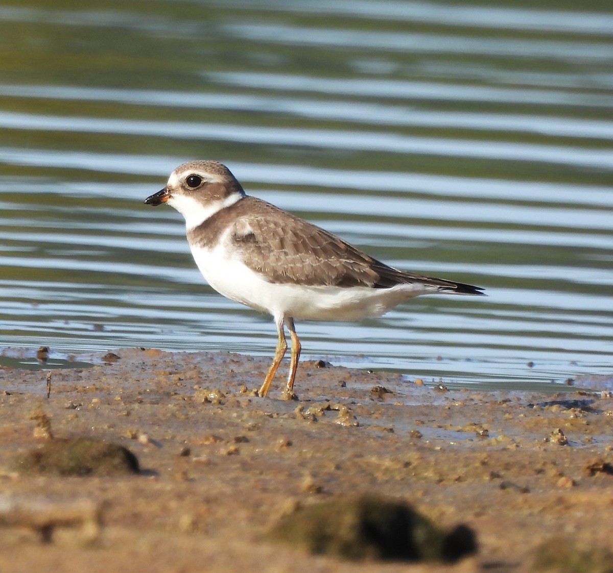 Semipalmated Plover - ML608405480