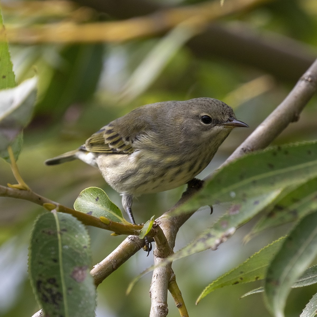 Cape May Warbler - ML608405583