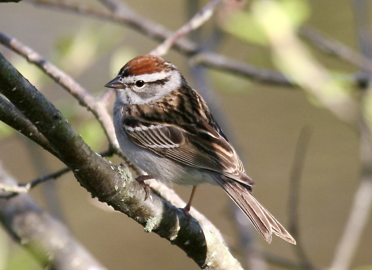 Chipping Sparrow - ML608405685