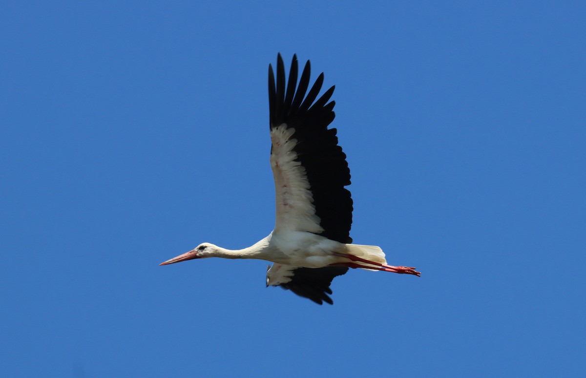 White Stork - ML608405727