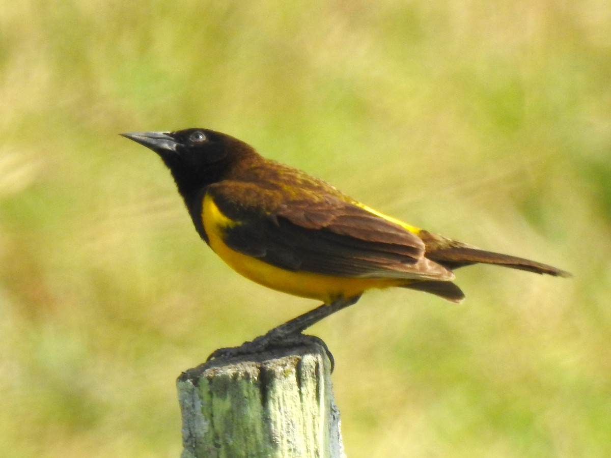 Yellow-rumped Marshbird - ML608405833