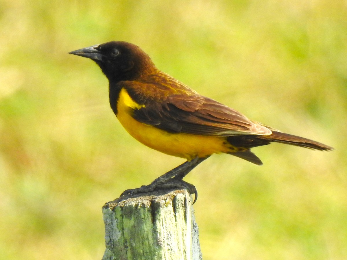 Yellow-rumped Marshbird - ML608405835