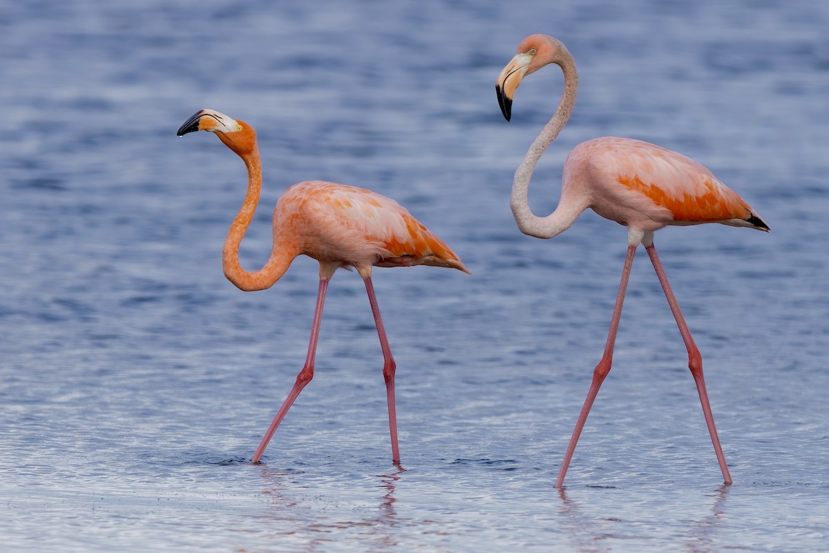 Amerika Flamingosu - ML608406134