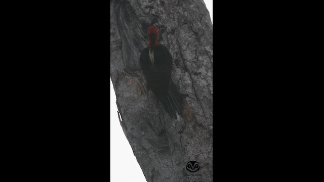 Robust Woodpecker - ML608406435