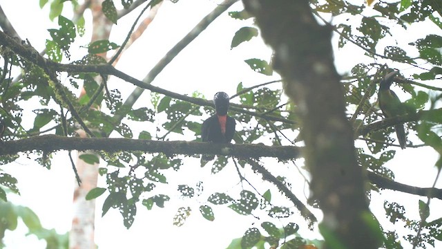 Bare-necked Umbrellabird - ML608406687