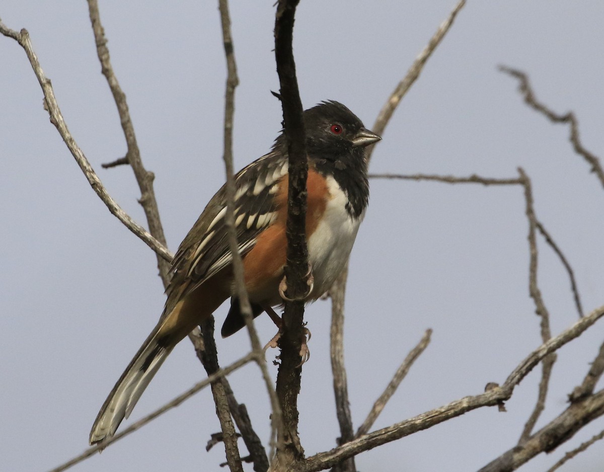 Spotted Towhee - ML608406794
