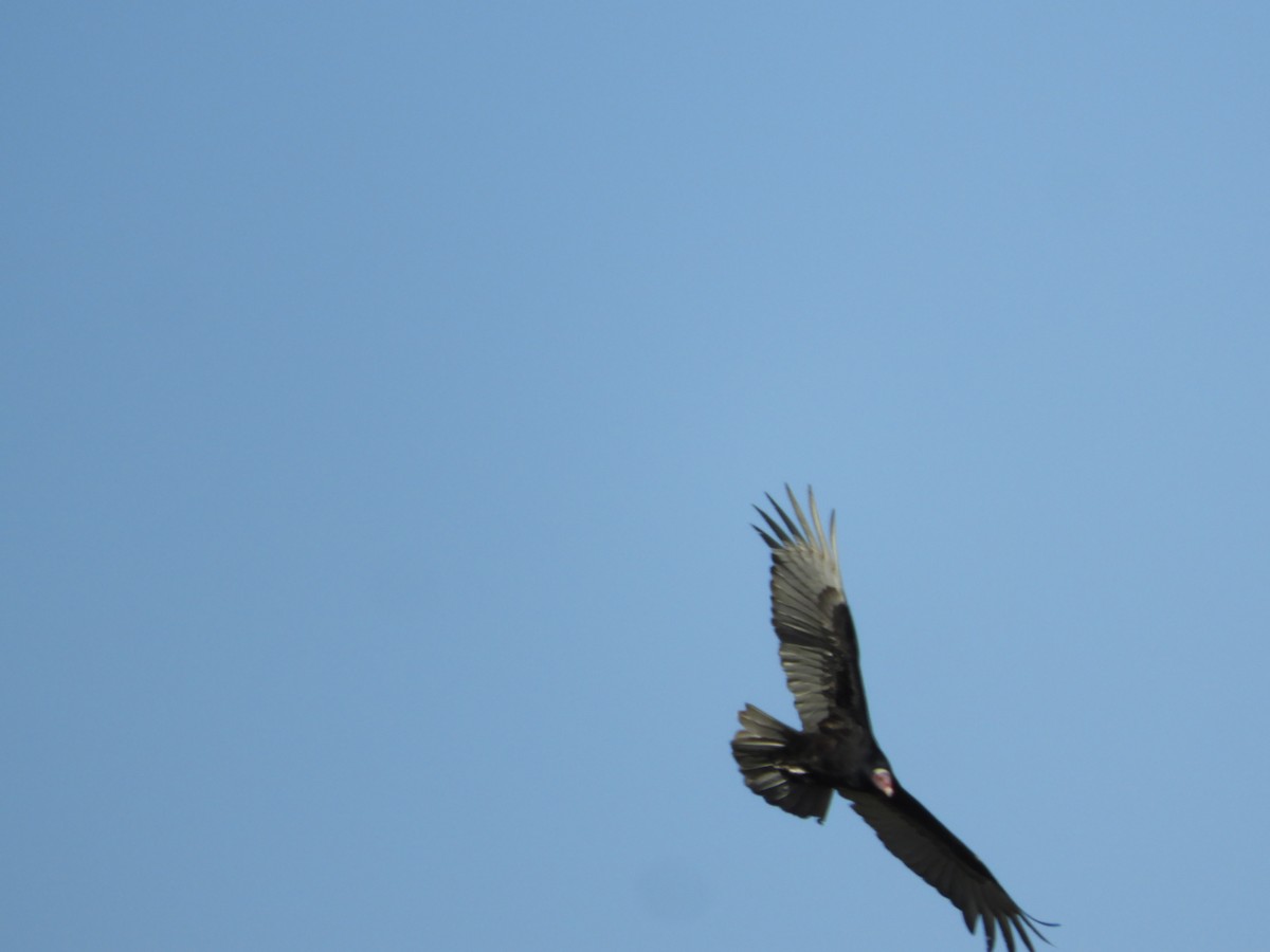 Lesser Yellow-headed Vulture - ML608406904