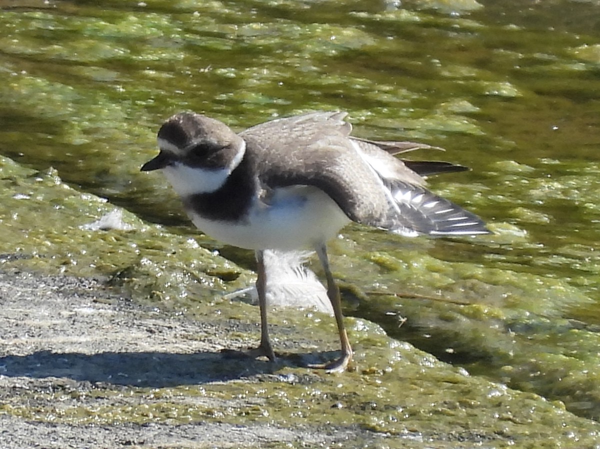 Semipalmated Plover - ML608406905