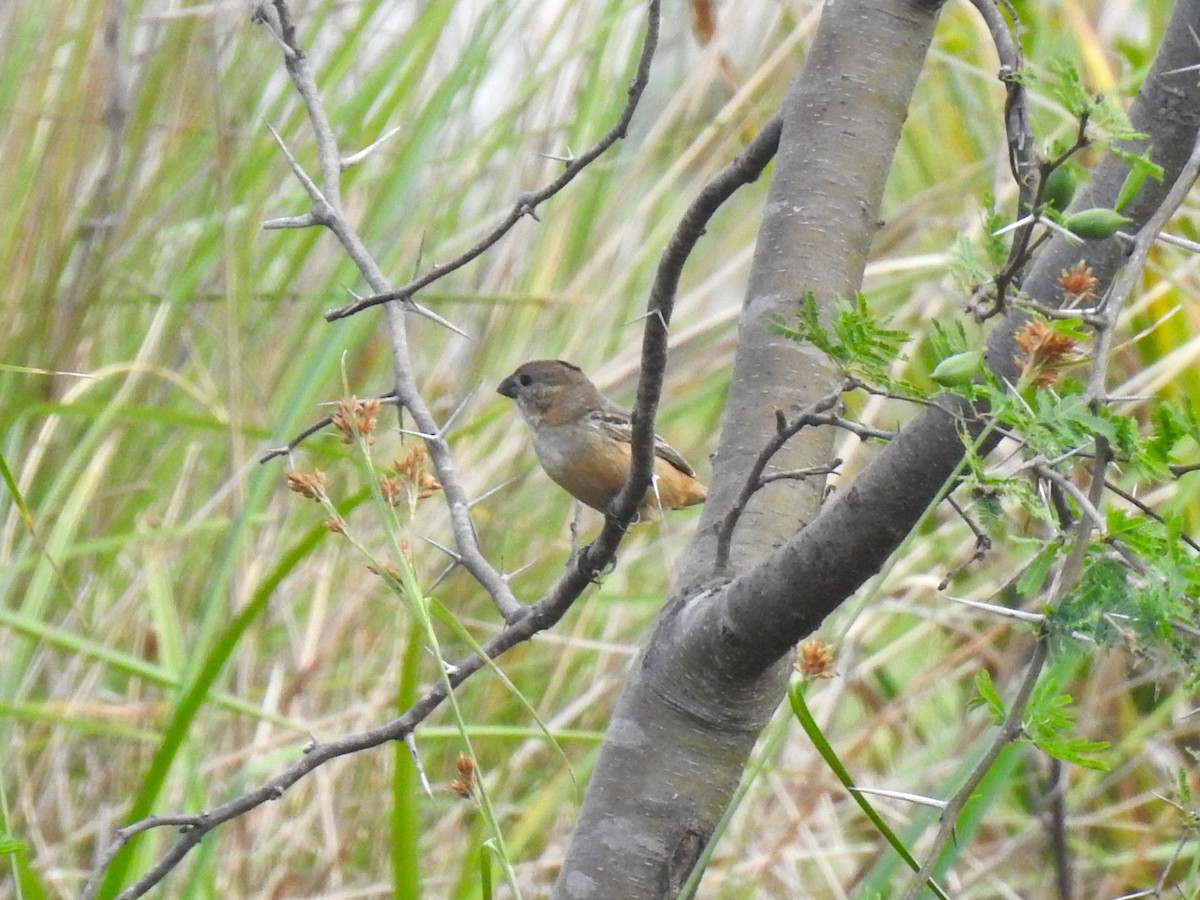 Rusty-collared Seedeater - ML608407015