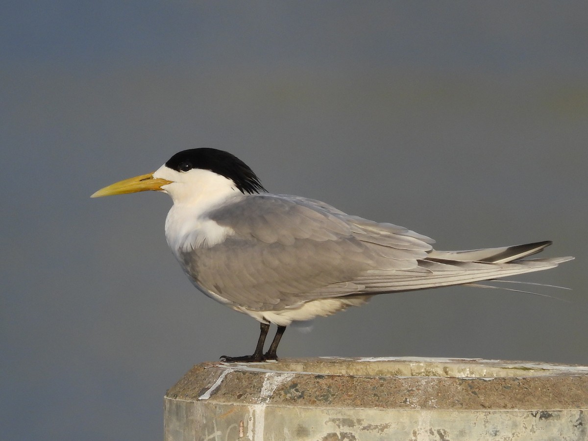 Great Crested Tern - ML608407189
