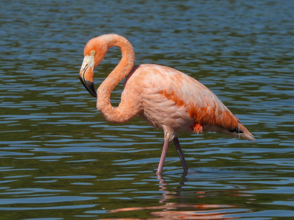 American Flamingo - ML608407563