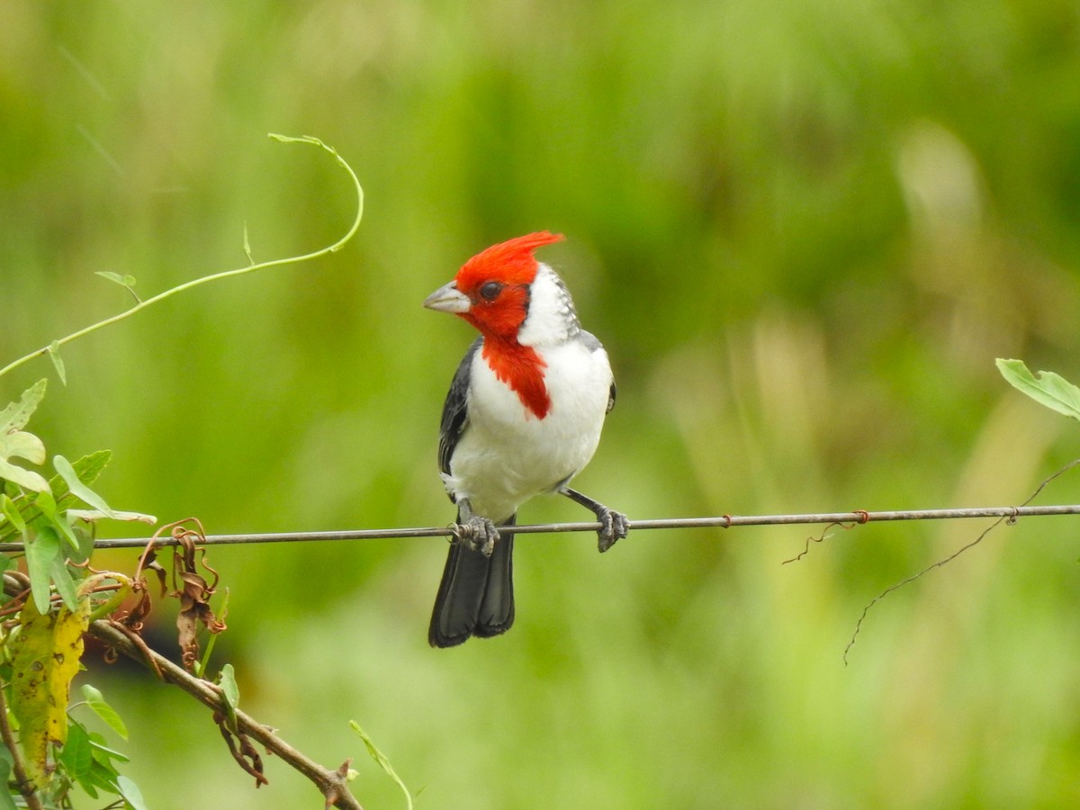 Red-crested Cardinal - Ricardo Centurión