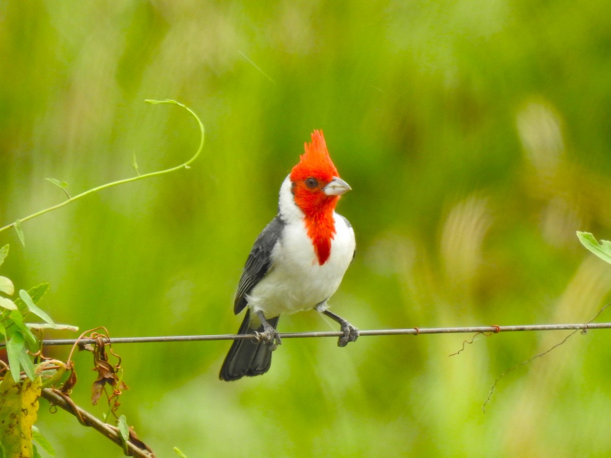 Red-crested Cardinal - ML608407740