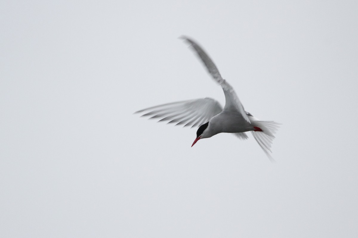 Arctic Tern - ML608408155