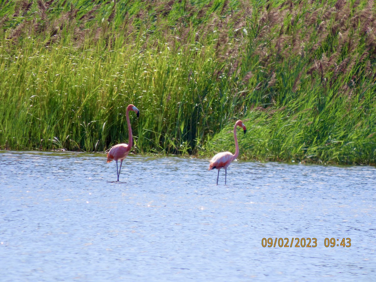 American Flamingo - ML608408175