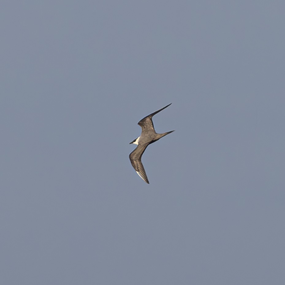Long-tailed Jaeger - ML608408185
