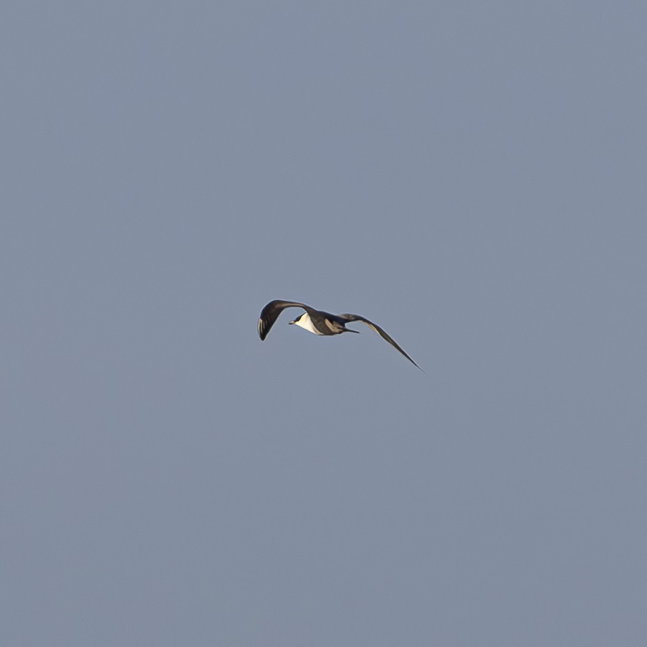 Long-tailed Jaeger - ML608408186