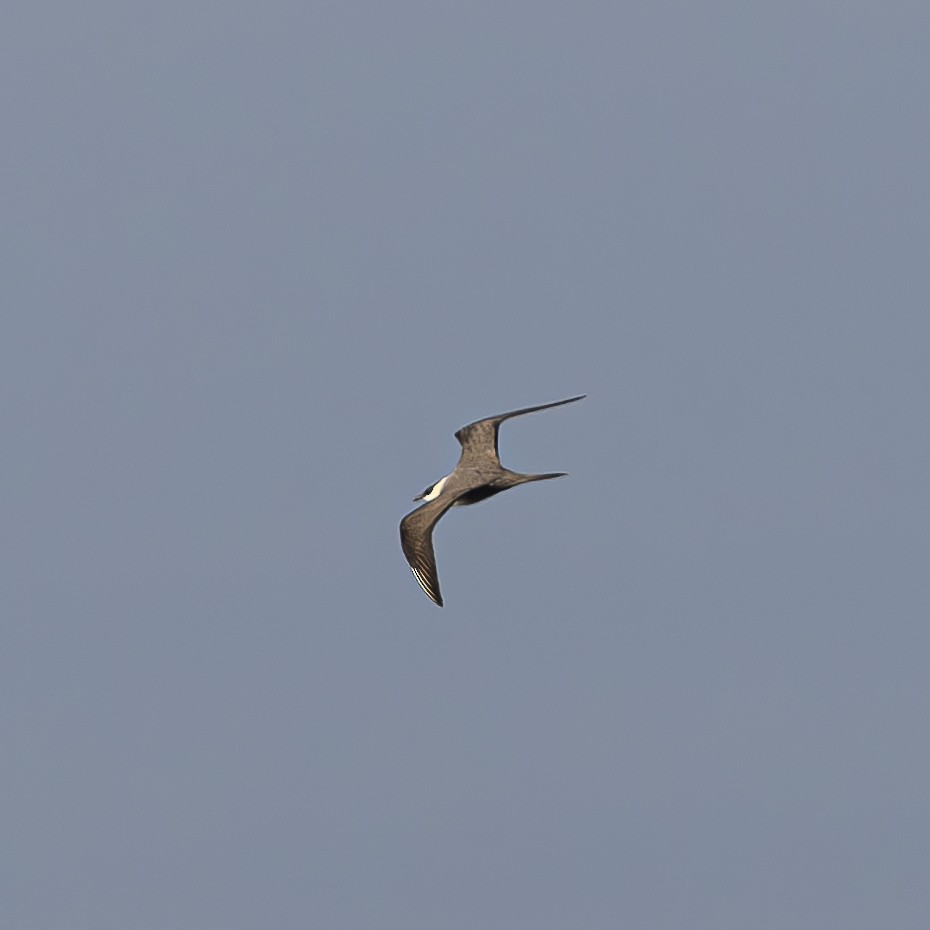 Long-tailed Jaeger - ML608408188