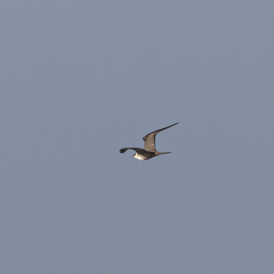 Long-tailed Jaeger - ML608408189