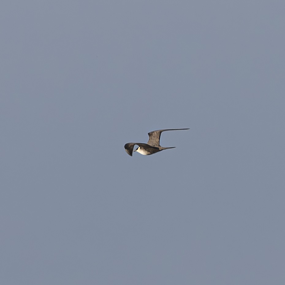 Long-tailed Jaeger - ML608408190