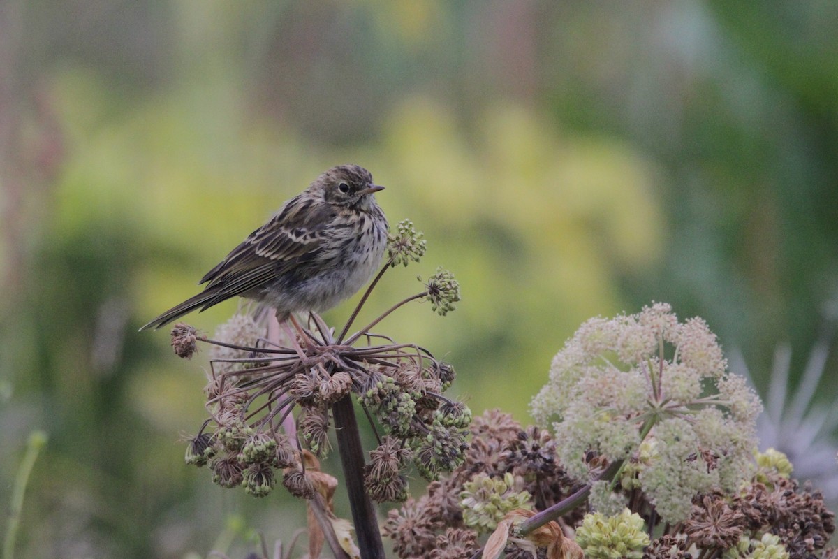 Meadow Pipit - ML608408266