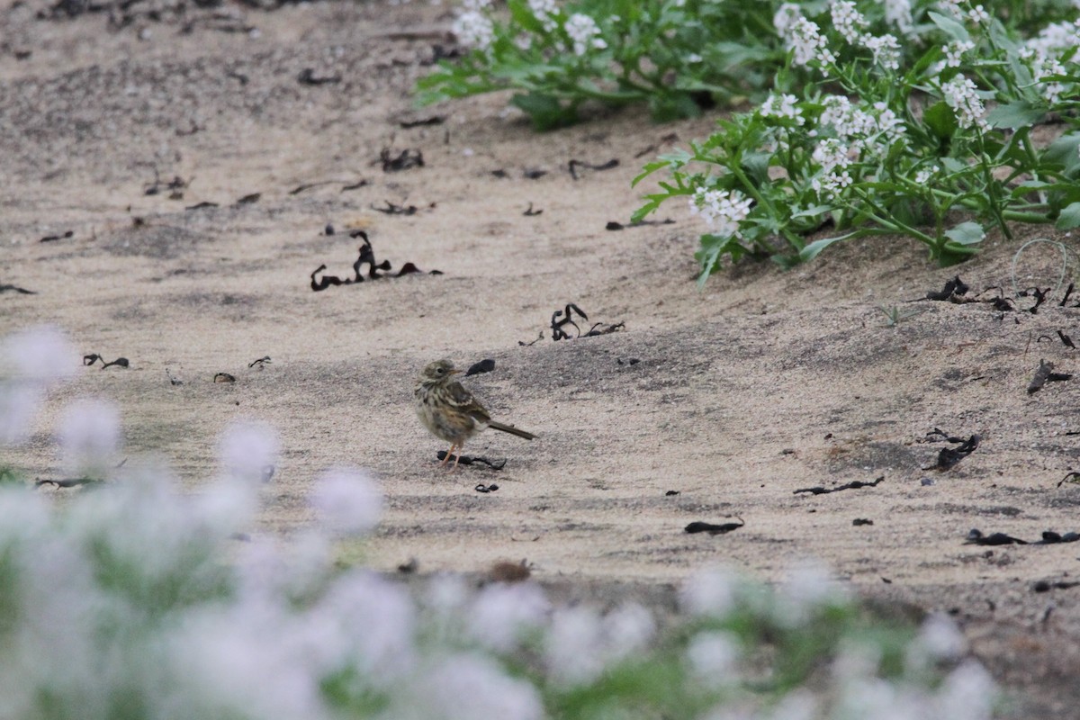 Meadow Pipit - ML608408267