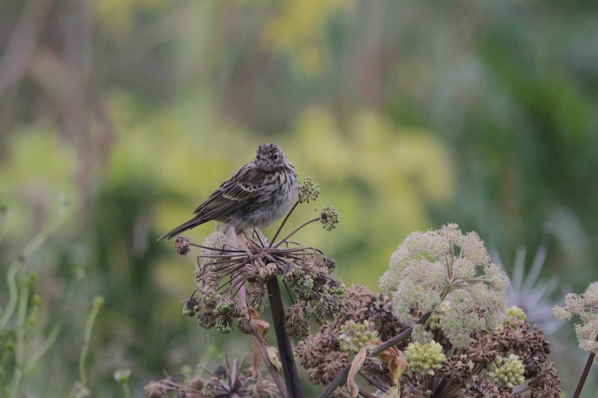 Meadow Pipit - ML608408270