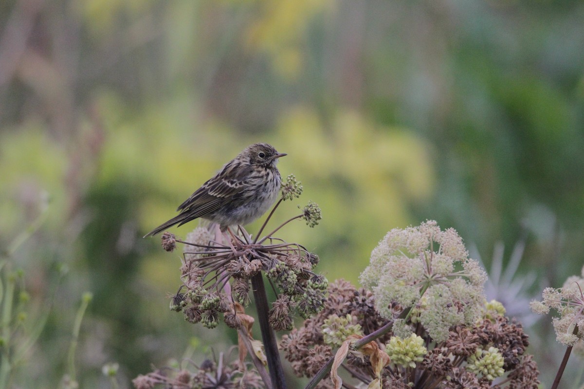 Meadow Pipit - Andy Dettling