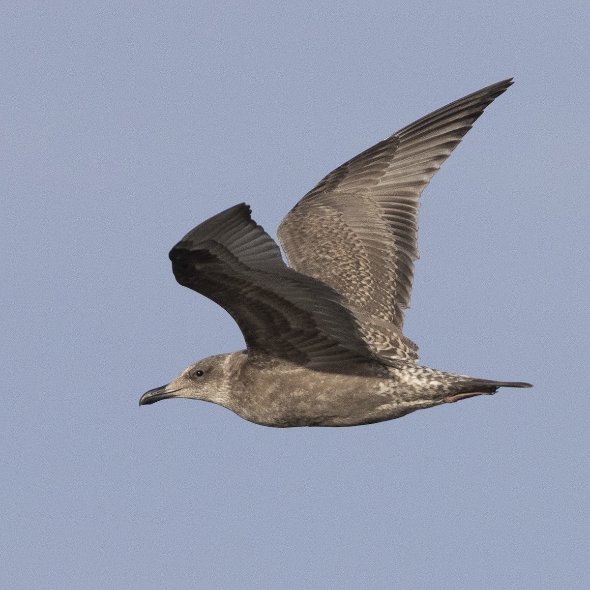 Herring x Glaucous-winged Gull (hybrid) - ML608408288