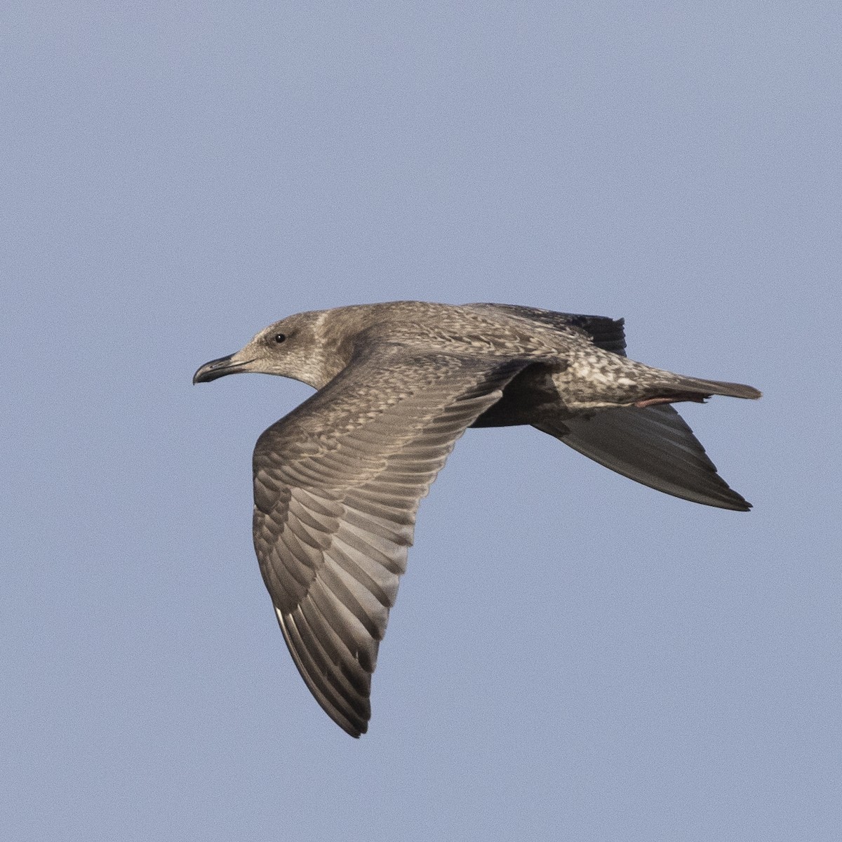 Herring x Glaucous-winged Gull (hybrid) - ML608408289