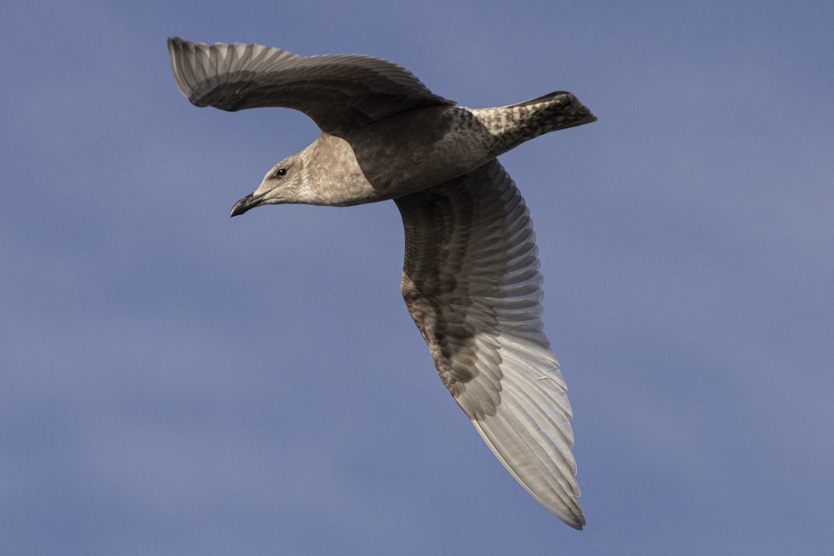 Herring x Glaucous-winged Gull (hybrid) - ML608408290