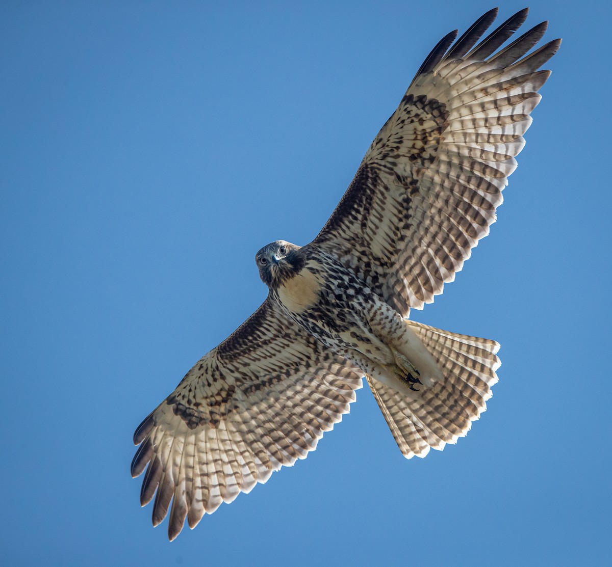 Red-tailed Hawk - ML608408466