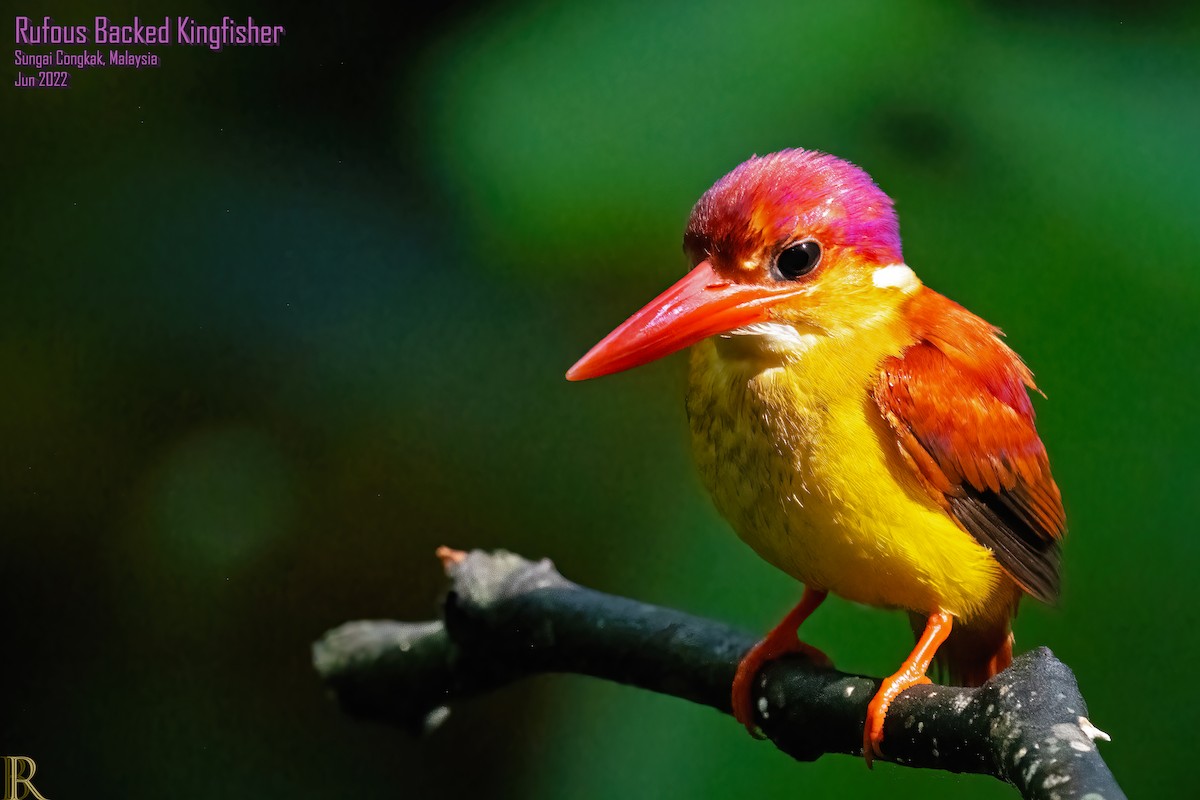 Rufous-backed Dwarf-Kingfisher - Raghavan Balasubramanian