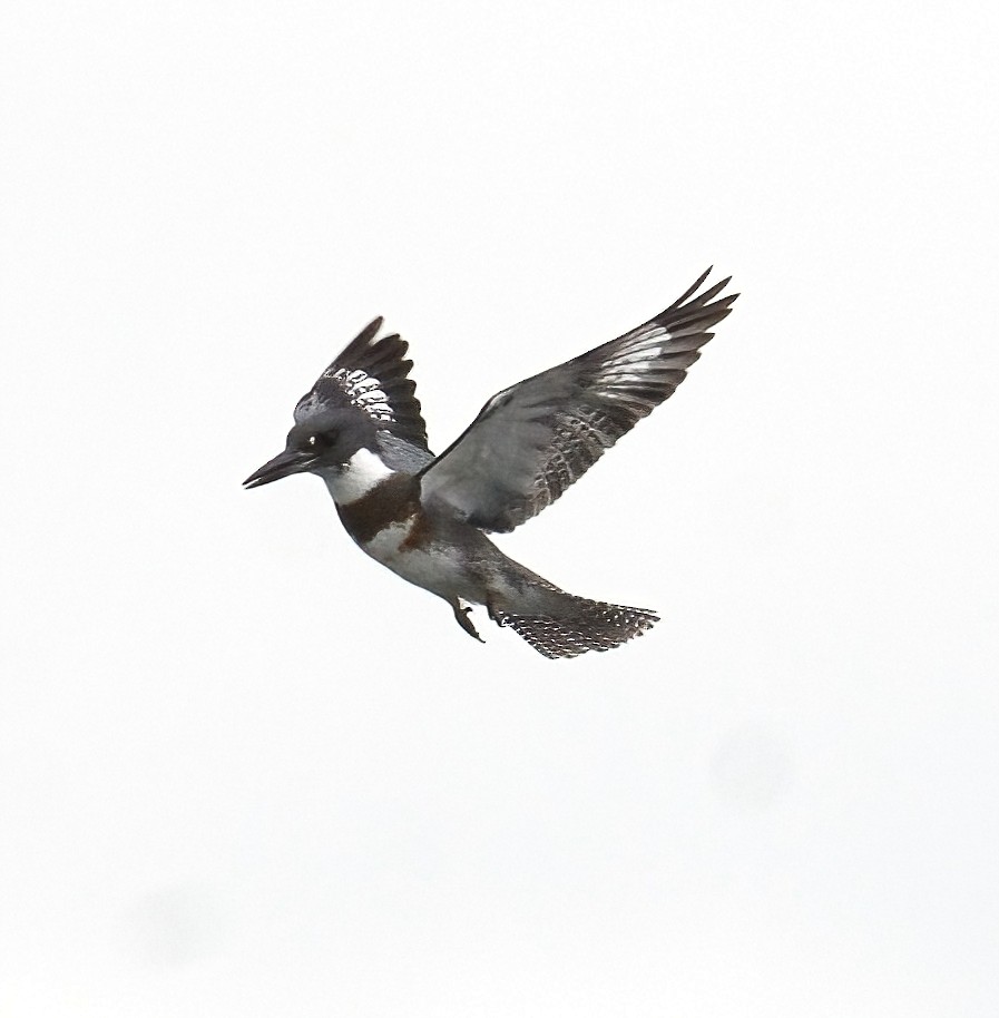 Belted Kingfisher - ML608408977