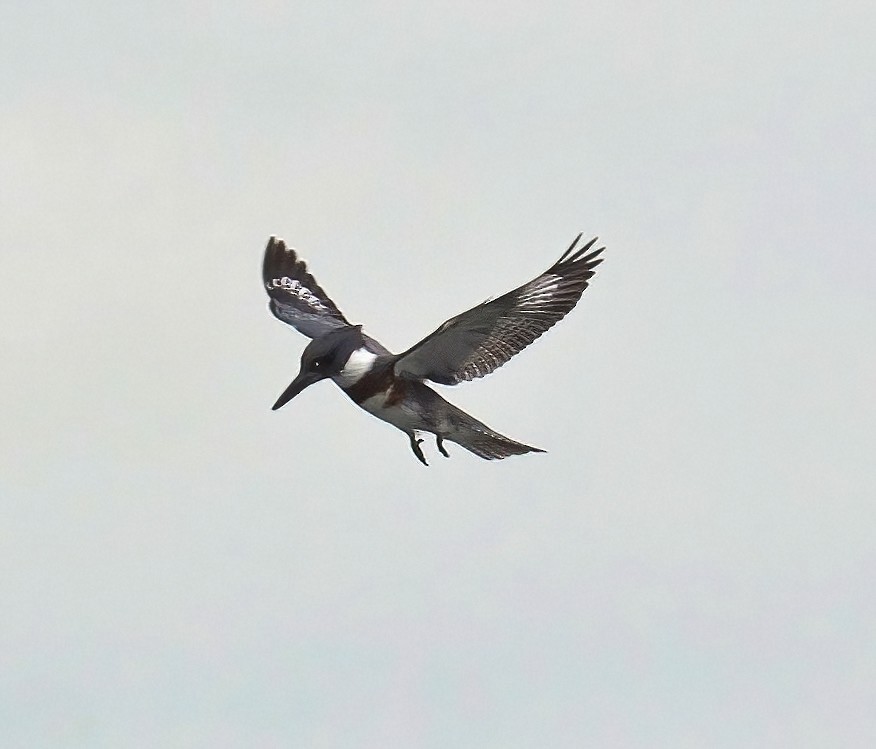 Belted Kingfisher - ML608408978