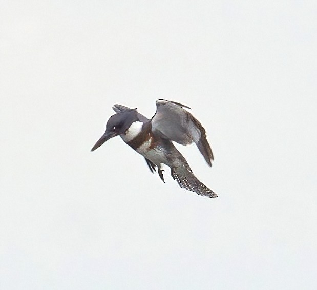 Belted Kingfisher - ML608408979