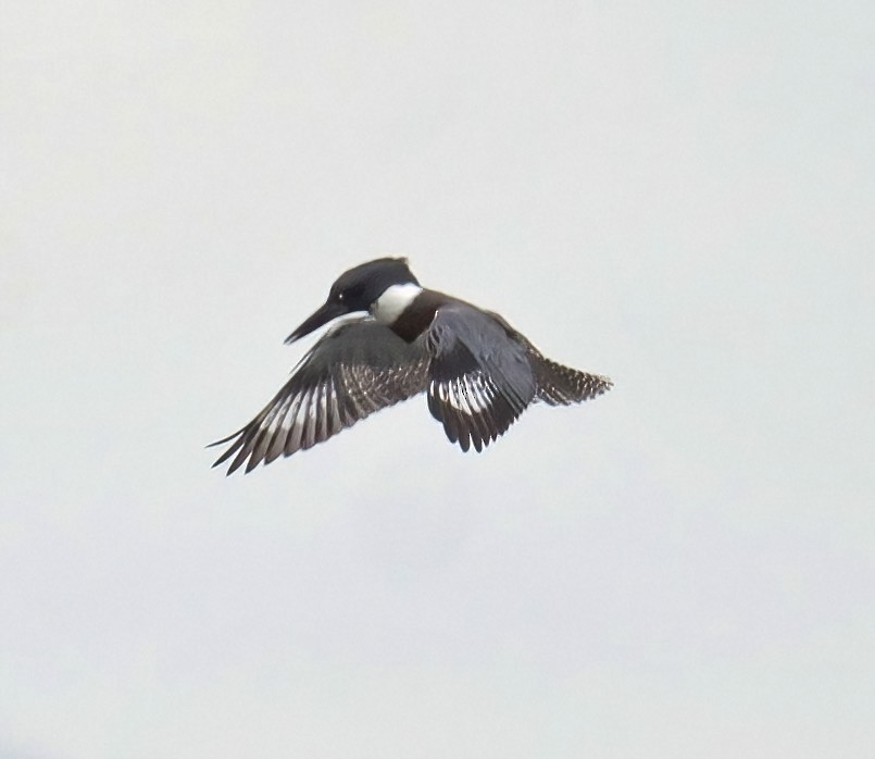 Belted Kingfisher - ML608408980