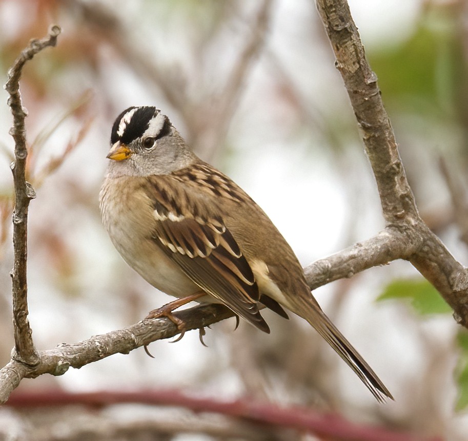 White-crowned Sparrow - ML608408982